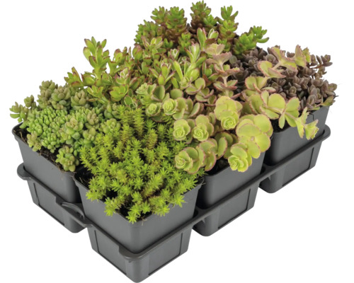 Sedum MIX H 2-5 cm Ø 7 pot cm verpakking van 6