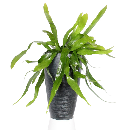 Epiphyllum Pumilum suspension - pot D17cm