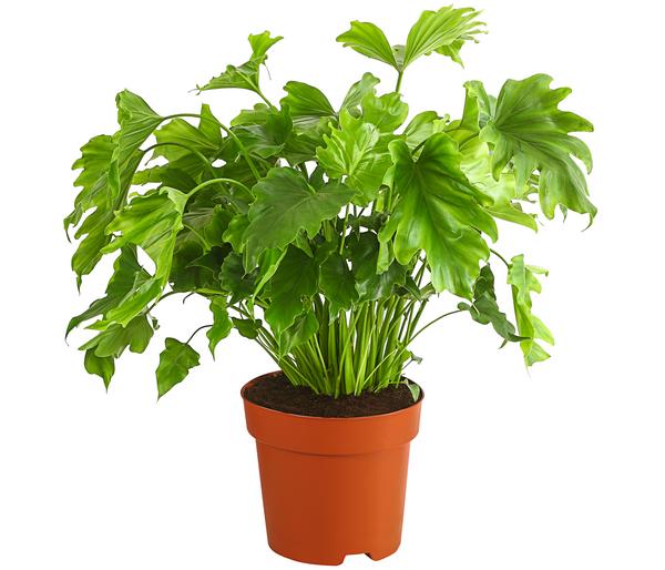 Baumfreund - Philodendron 'Little Hope'