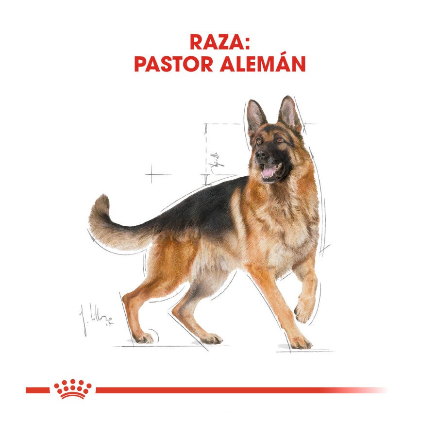 Ração Royal Canin para cães adultos da raça Pastor Alemão