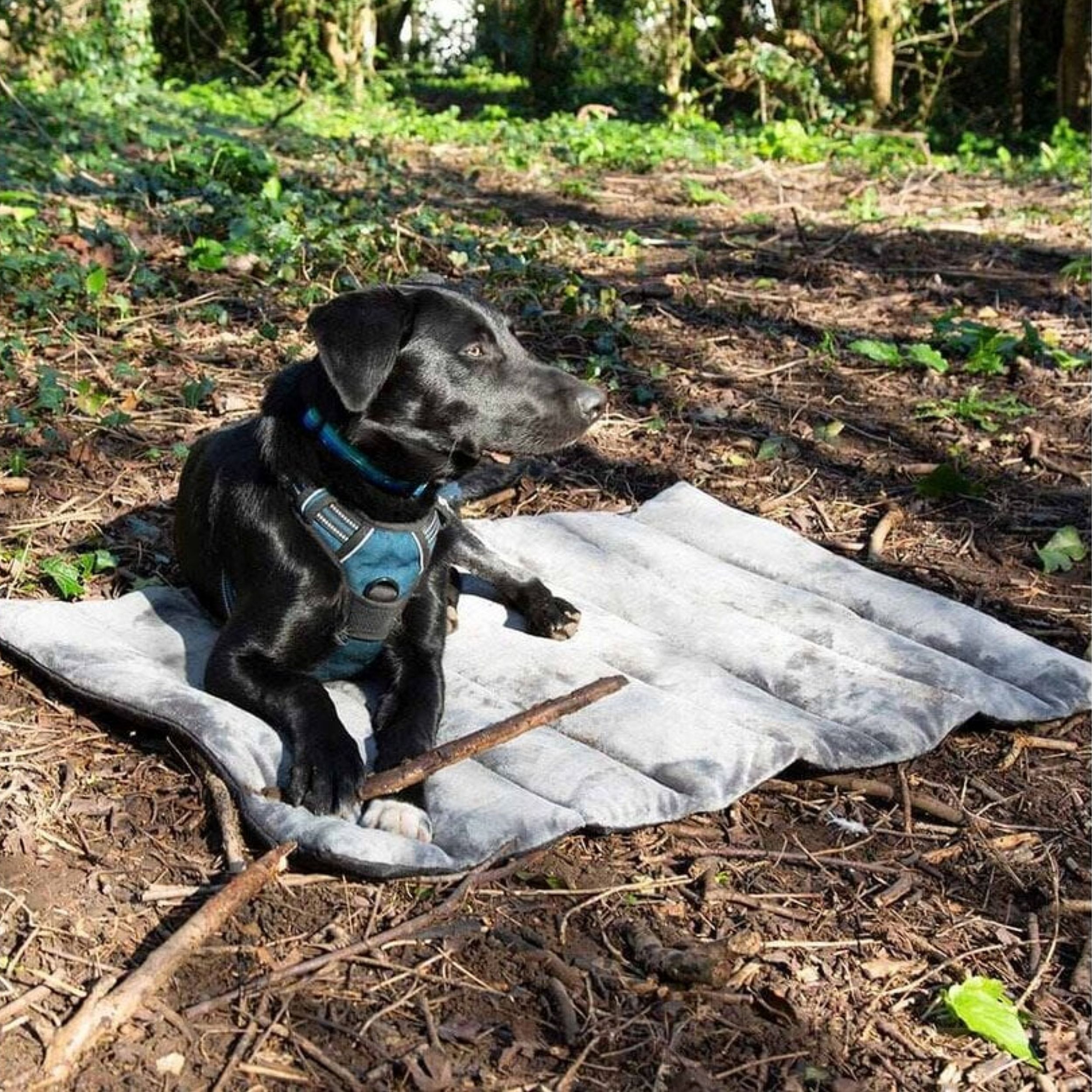 Scruffs Expedition Roll Up Travel Pet Bed | Khaki Green | 20023.2
