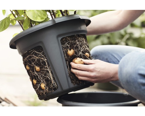 elho Green Basics kunststof aardappelpot, Ø 32 cm, H 26 cm, zwart
