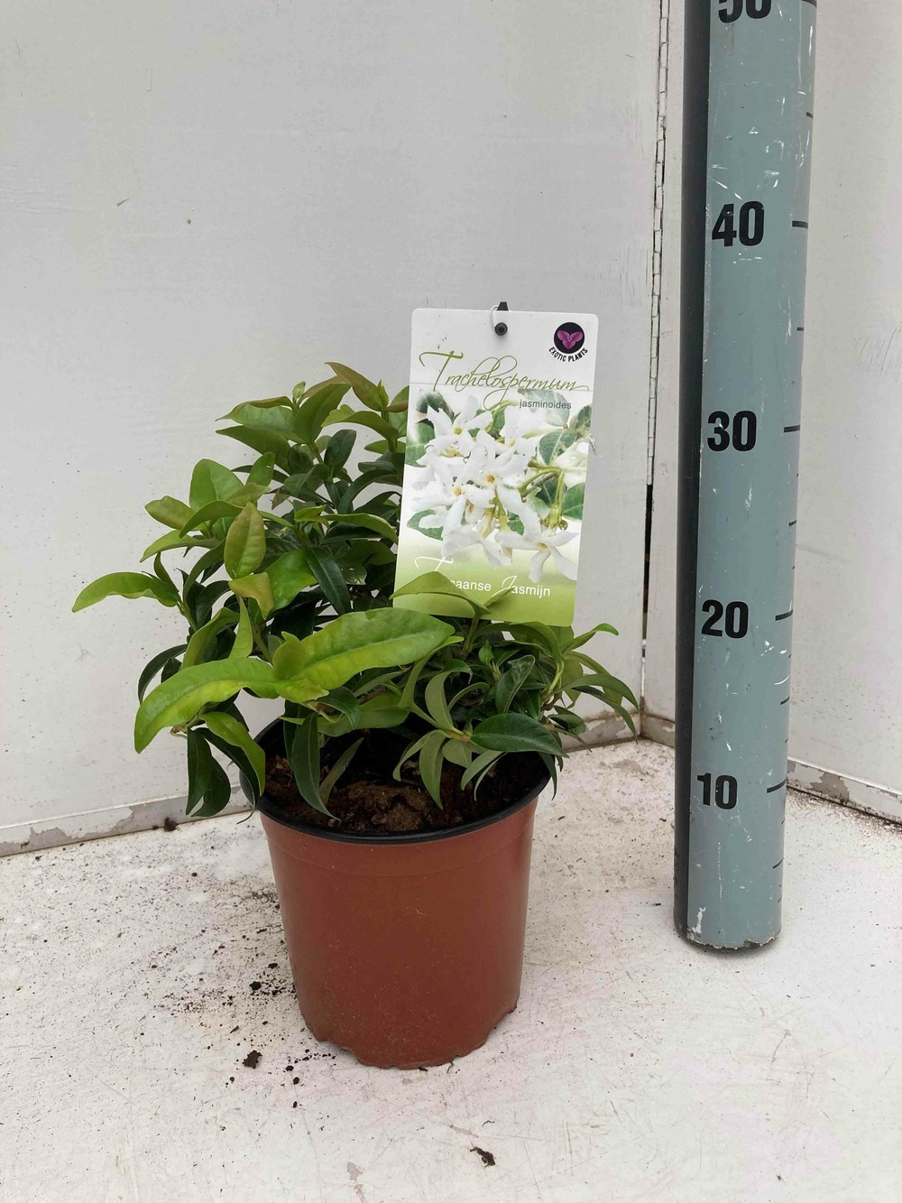 Trachelospermum jasminoides (jasmin étoilé) blanc - taille pot de 2 litres ? 20/30 cm
