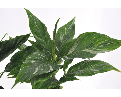 Vredeslelie Diamond FloraSelf Spathiphyllum Diamond H ca. 30 cm Ø 12 cm pot