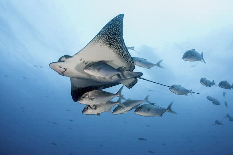 Ecuador inclusief 5 dagen Galapagos