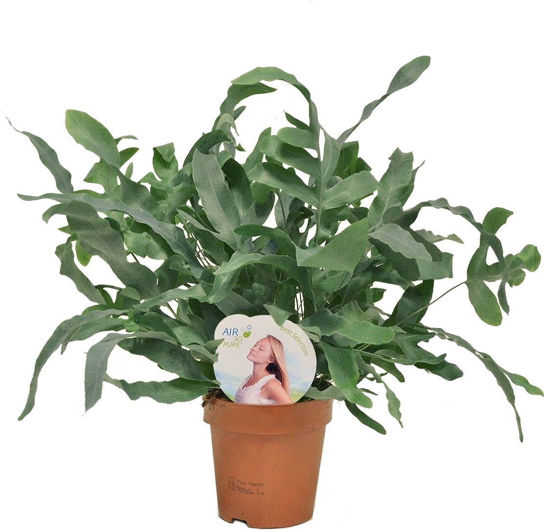 Blauwvaren (Phlebodium aureum 'Blue Star') D 12 H 35 cm