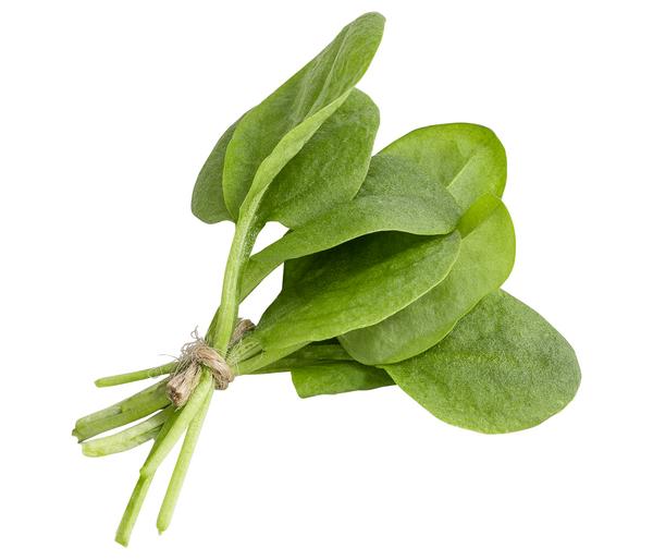 Sauerampfer