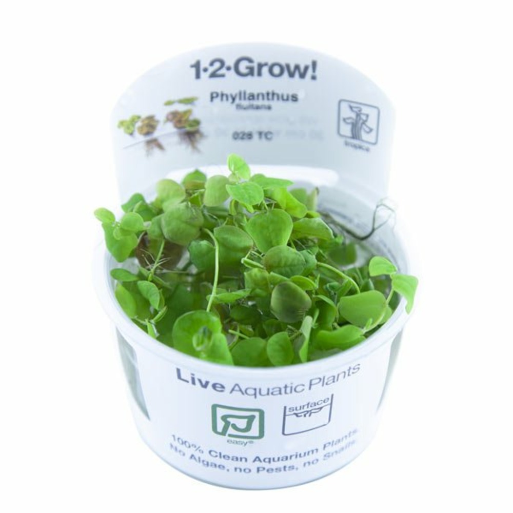 Phyllanthus fluitans in vitro