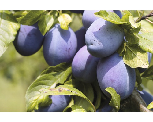 Biologische pruimenboom espalier FloraSelf Prunus domestica 'Hauszwetschge' H 80-100 cm Co 5 L