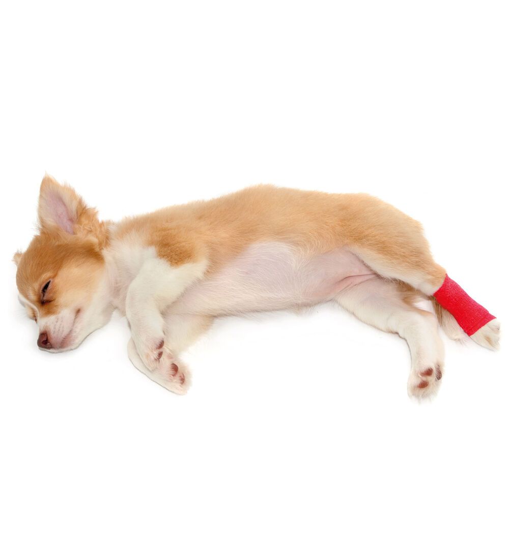 Hunde Bandagen - selbstklebende, flexible Bandagen zur Wundversorgung und Stabilisierung