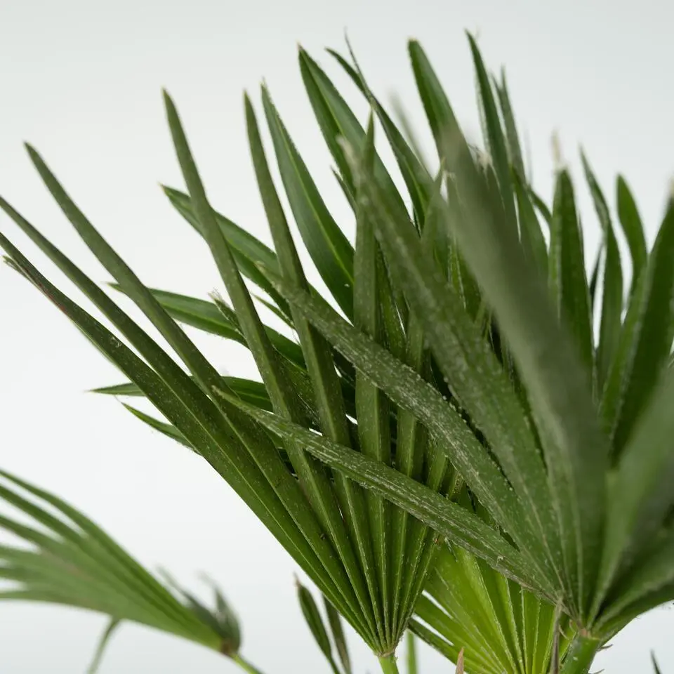 Dwergpalm - Set van 2 - Chamaerops 'Vulcano' - Hoogte 35-45cm - ⌀19cm