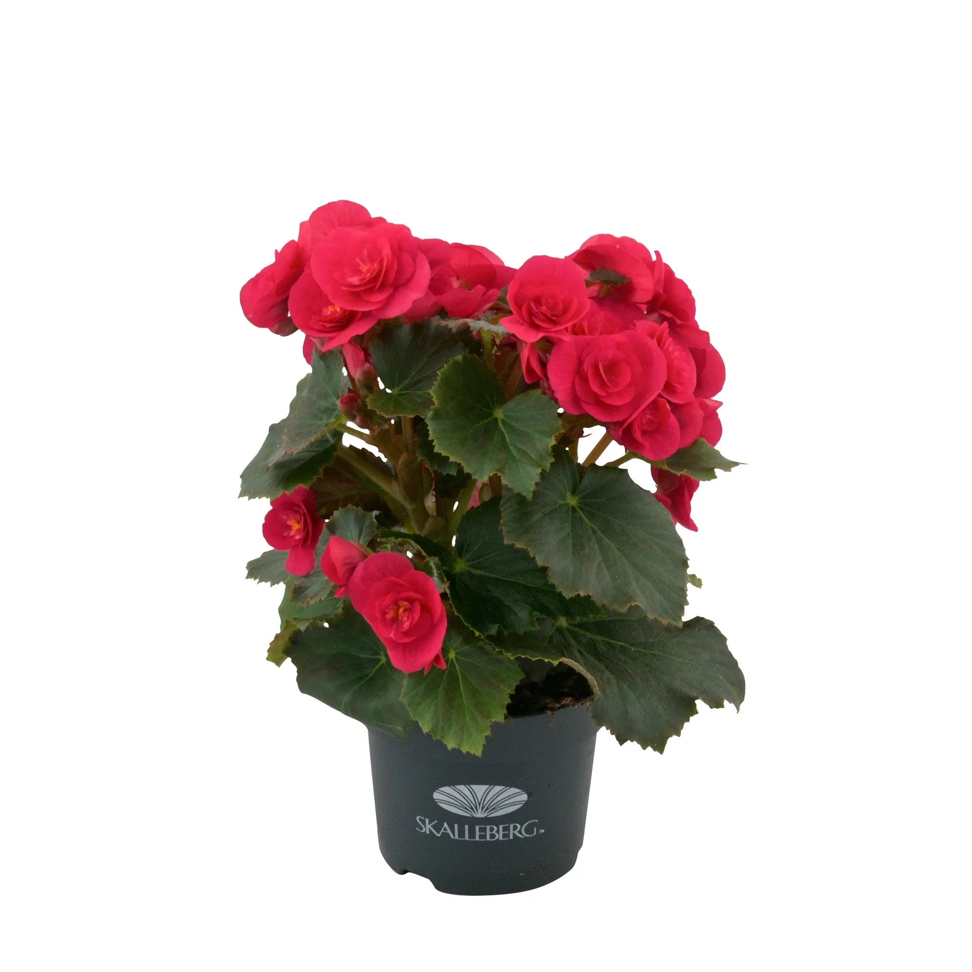 Begonia 'Belove Cherry' 12 cm Begonia 'Belove Cherry' Ø12 cm
