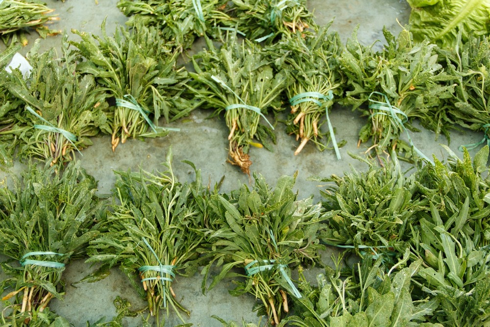 Jardin dans le sac - bio - roquette sauvage - 1500 graines - diplotaxis tenuifolia