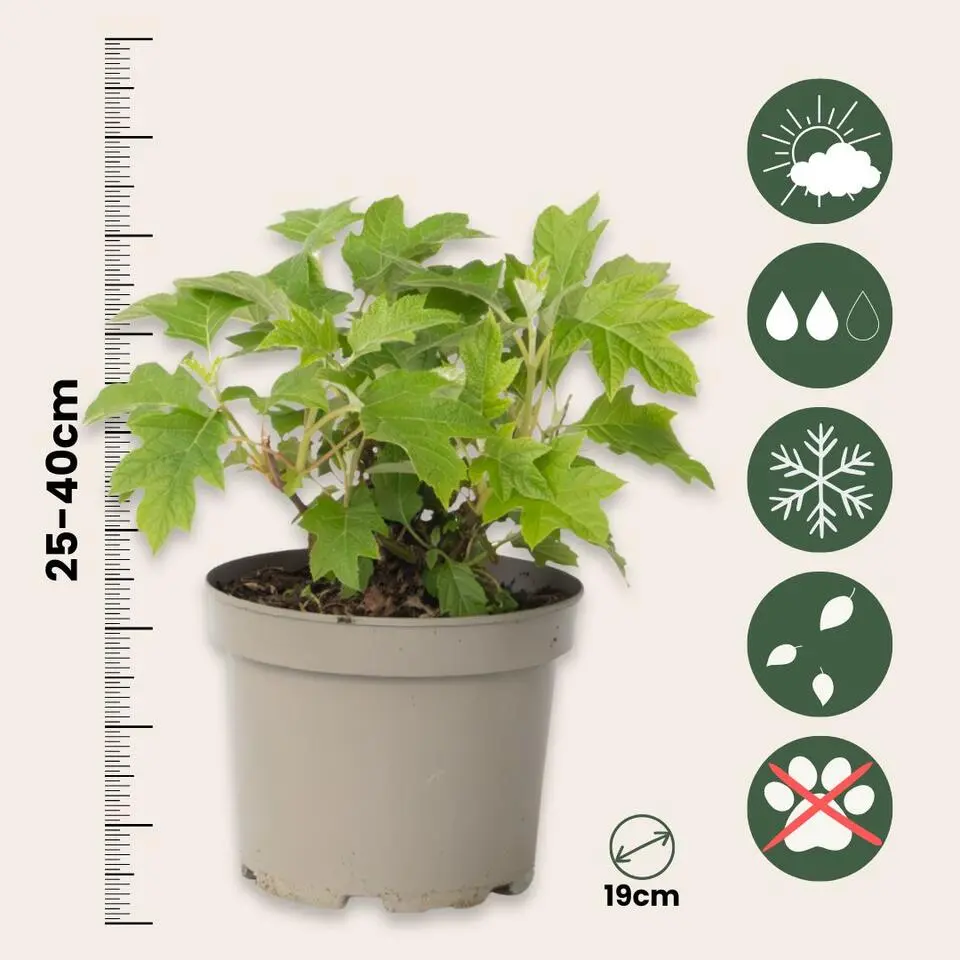 Hortensia - Set van 2 - Hydrangea 'Toy Soldier' - Hoogte 25-40cm - ⌀19cm
