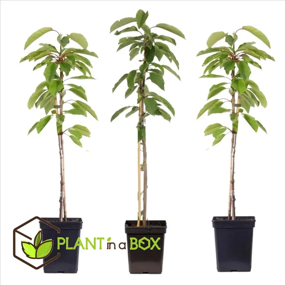 Appelboom-mix - Set van 3 - Malus - Hoogte 60-70cm - ⌀9cm