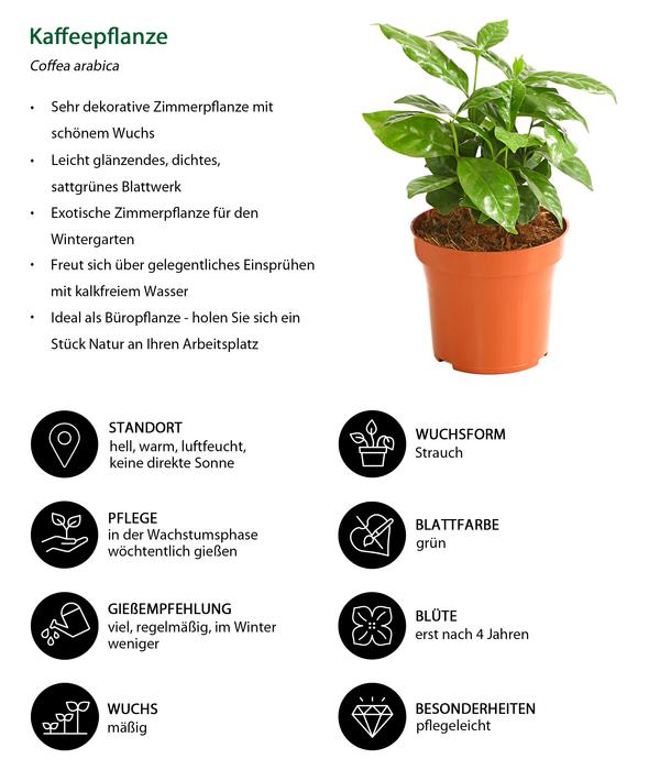 Zimmerpflanzen-Set Botanical Charm, 4-teilig