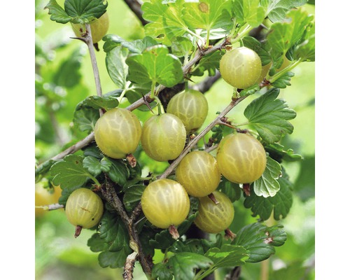 Biologische gele kruisbes FloraSelf Organic Ribes uva-crispa 'Hinnonmäki yellow' H ca. 40 cm Co 3 L Bush