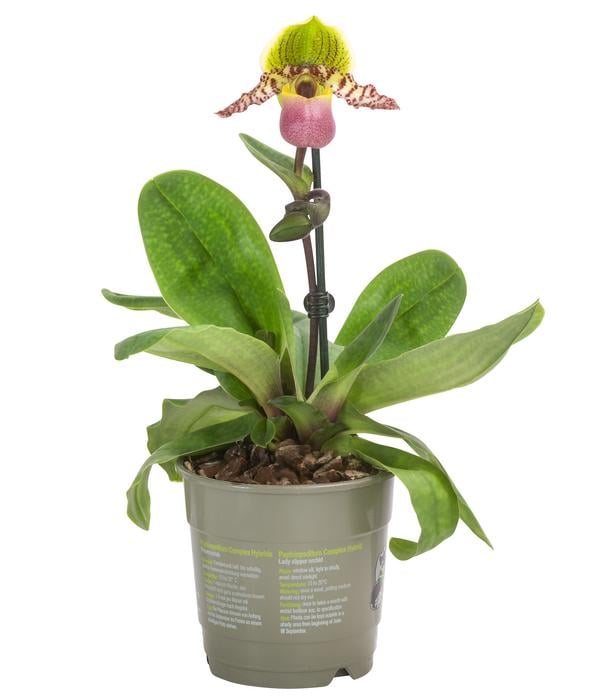 Frauenschuh - Paphiopedilum compley hybride