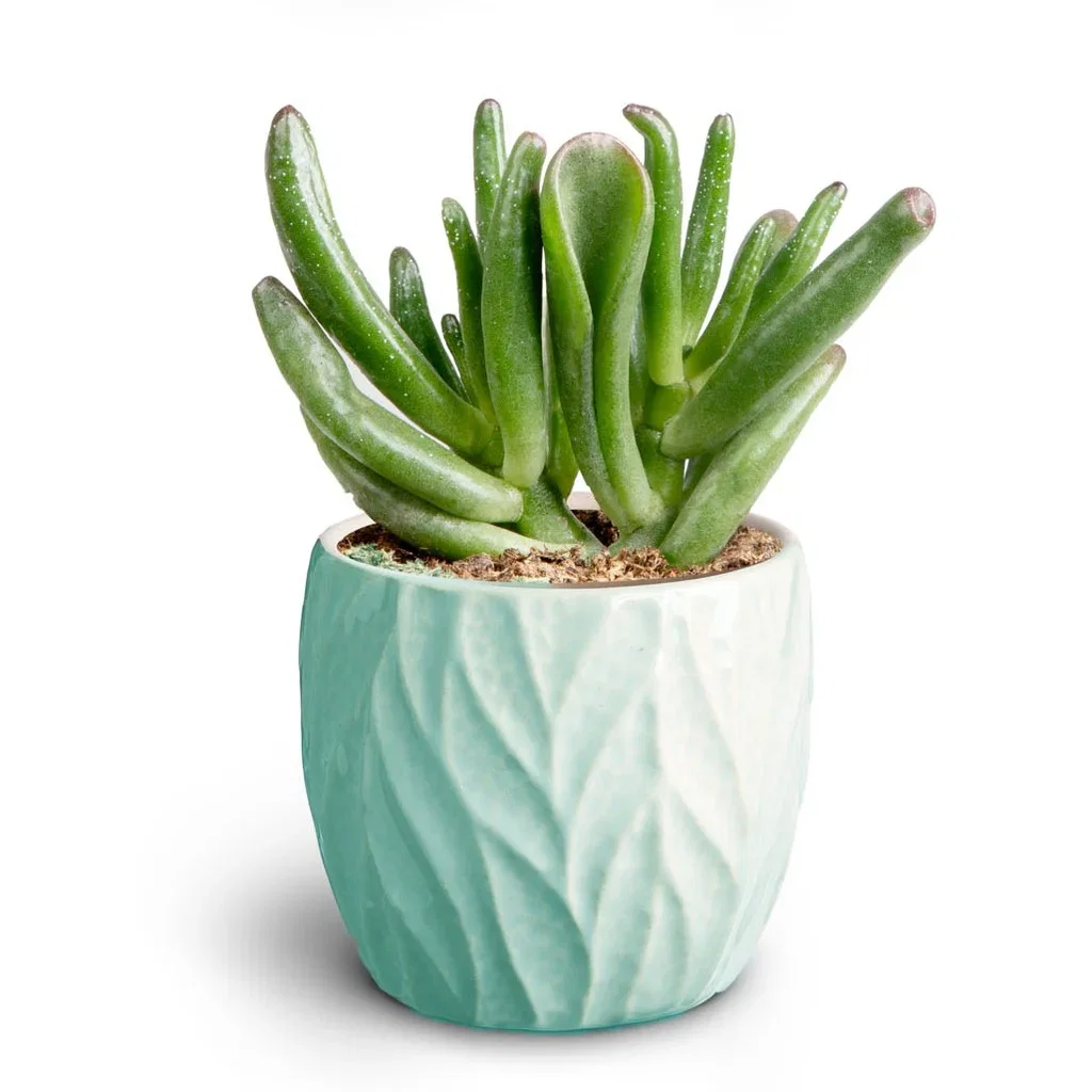 Succulent sp. Sukkulent i potte Høyde 15 cm