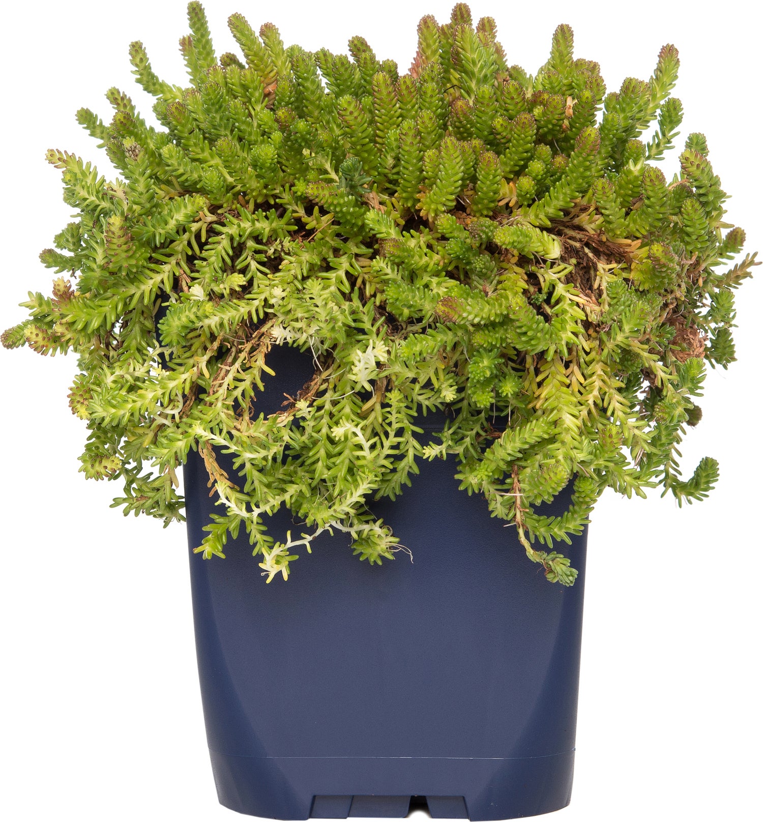 Vetkruid (Sedum sexangulare) D 9 H 15 cm