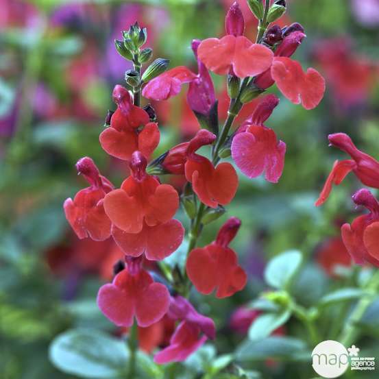 Salvia varié : H 30/40 cm : ctr 3 L