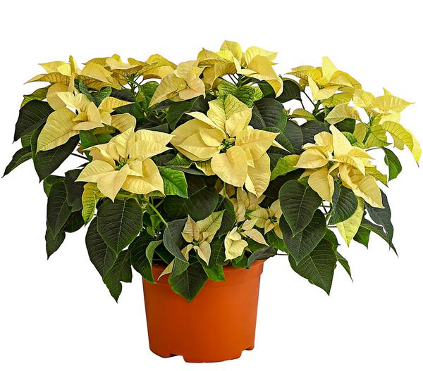 Weihnachtsstern - Euphorbia pulcherrima, Busch