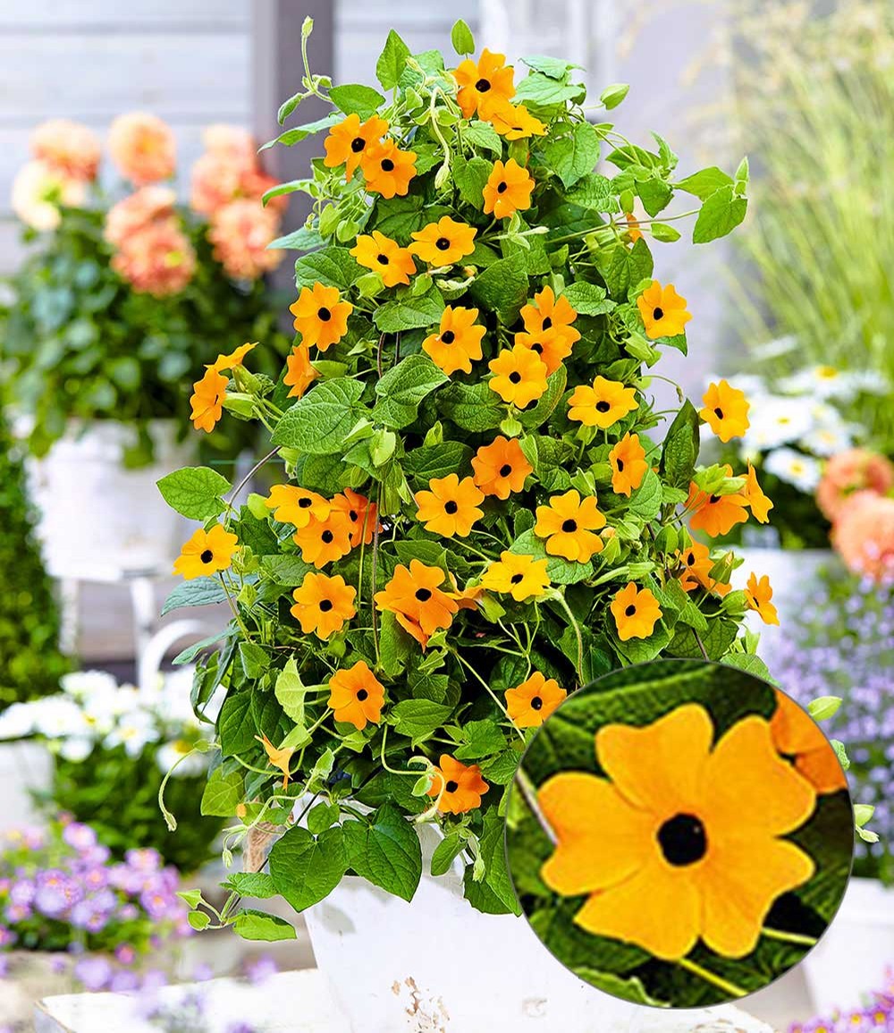 Orange Thunbergia 'Orange Fiss'