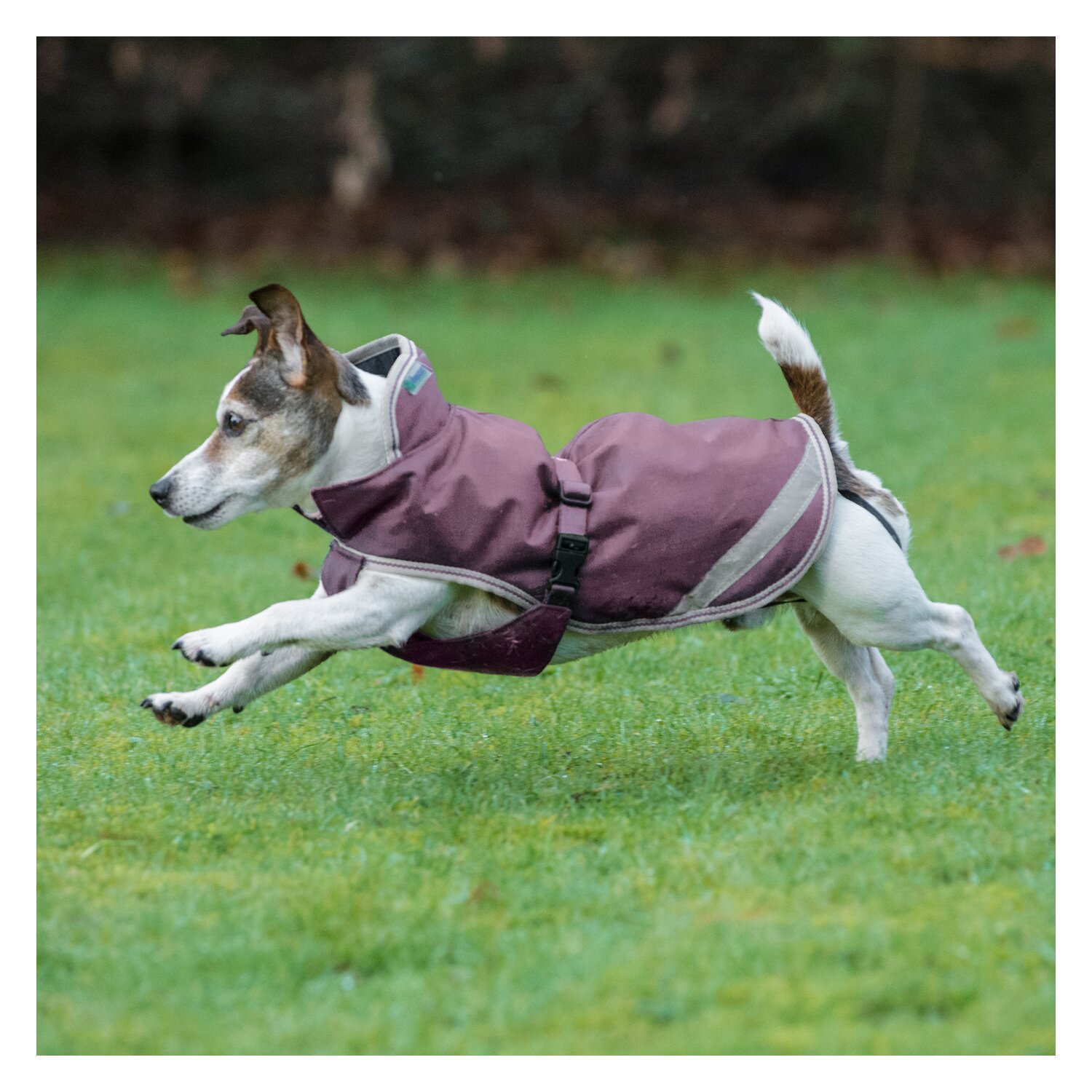 bucas Hundemantel Dog Rug Freedom 50 g - plum