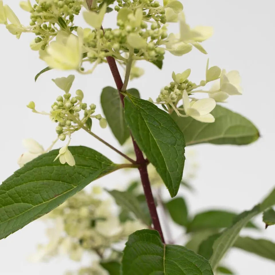 Pluimhortensia - Set van 2 - Hydrangea 'Pinky Winky' - Hoogte 25-40cm - ⌀19cm