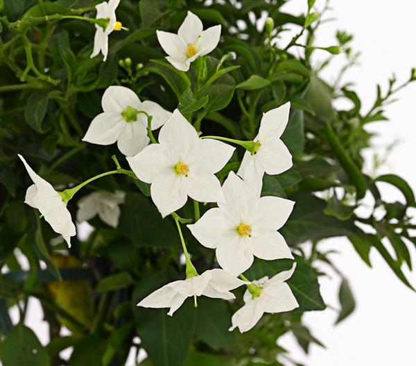 Jasminblütiger Nachtschatten, Stämmchen