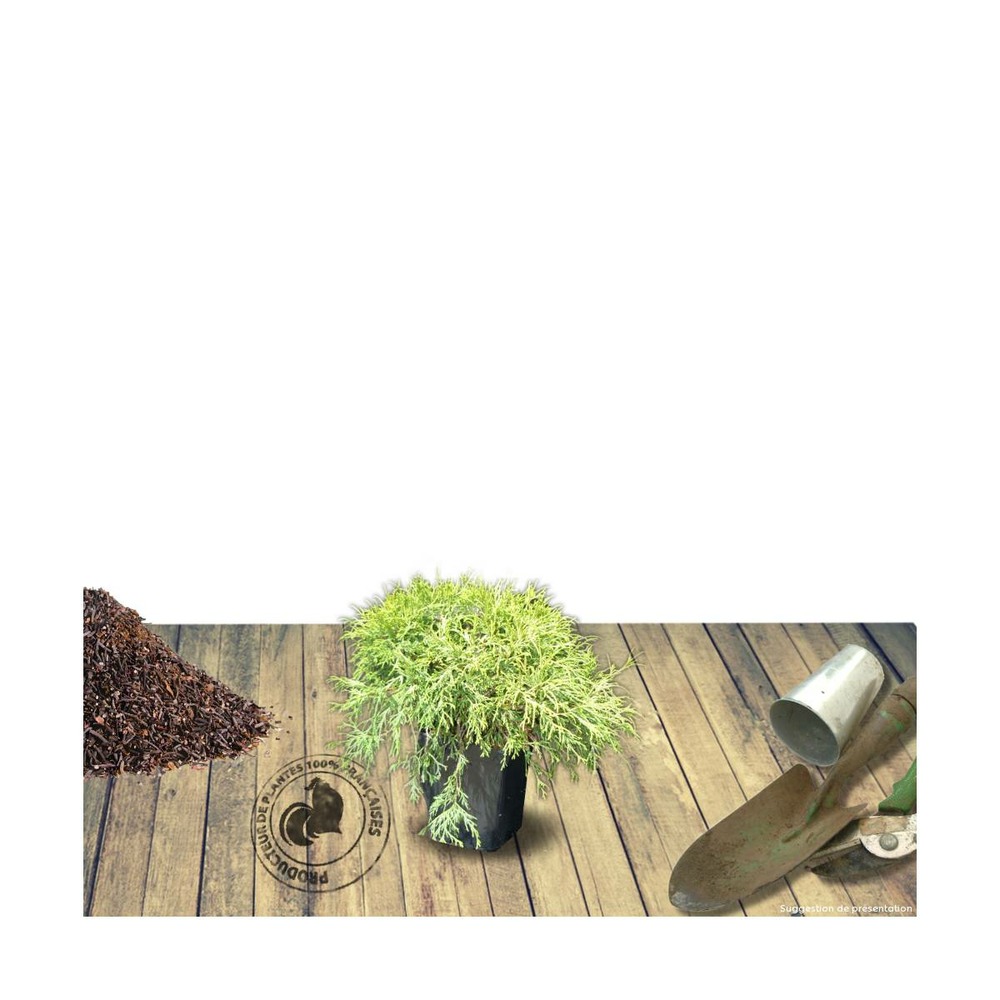 Faux cyprès pisifera sungold/chamaecyparis pisifera sungold[-]pot de 3l - 20/40 cm