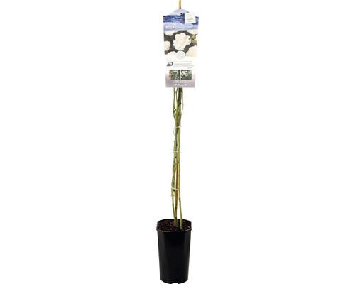 Ramblerroos 'Climbing Iceberg' FloraSelf Rosa 'Climbing Iceberg' H 50-80 cm Co 3 L, sneeuwwit, halfgevuld