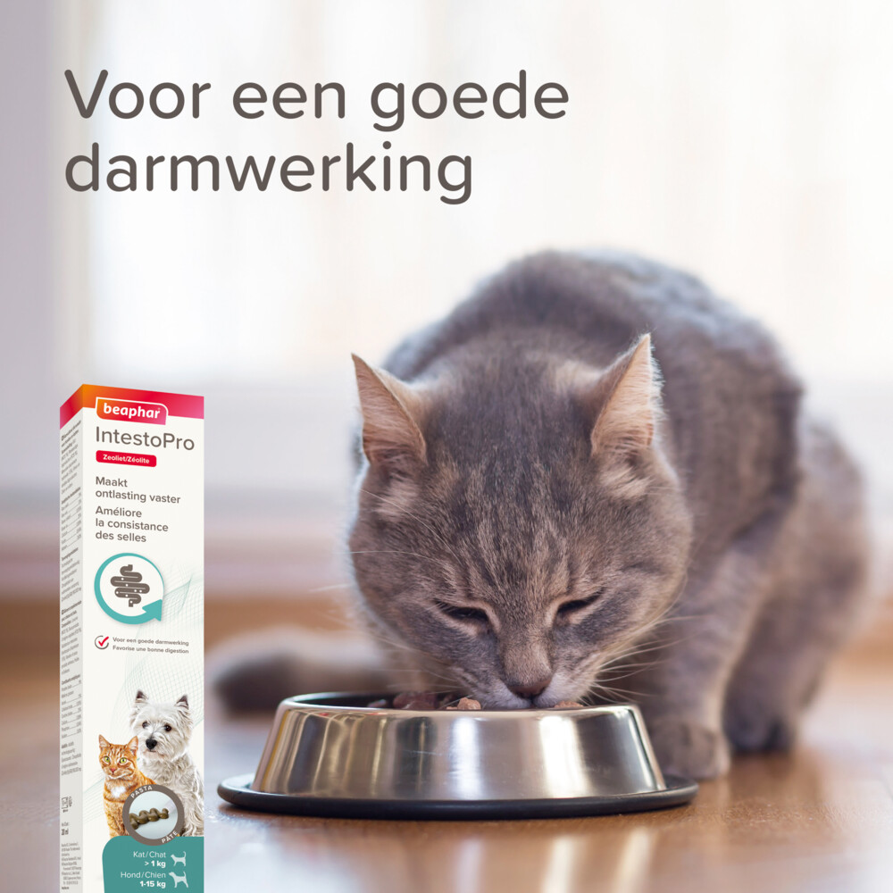 Beaphar IntestoPro Pasta Kat - Hond tot 15 kg20 ml