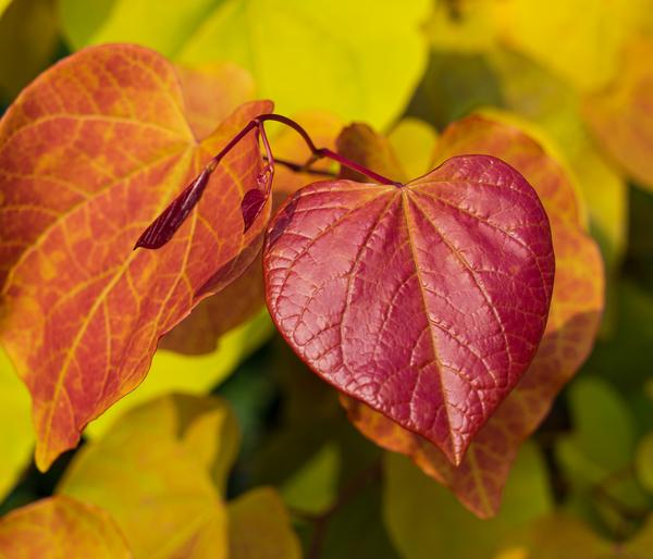 Kanadischer Judasbaum 'Eternal Flame®'