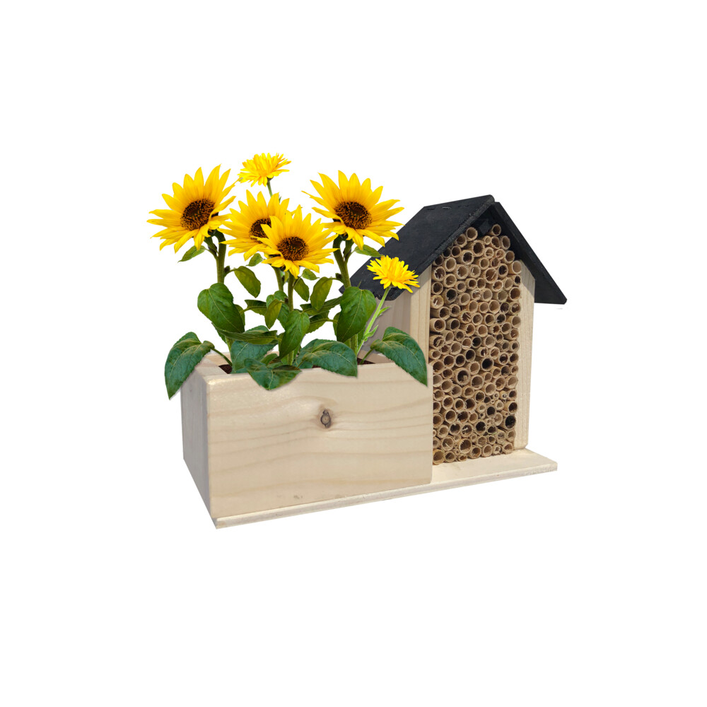 Baza Bee Hotel Met Bio Bloemen Zonnebloem