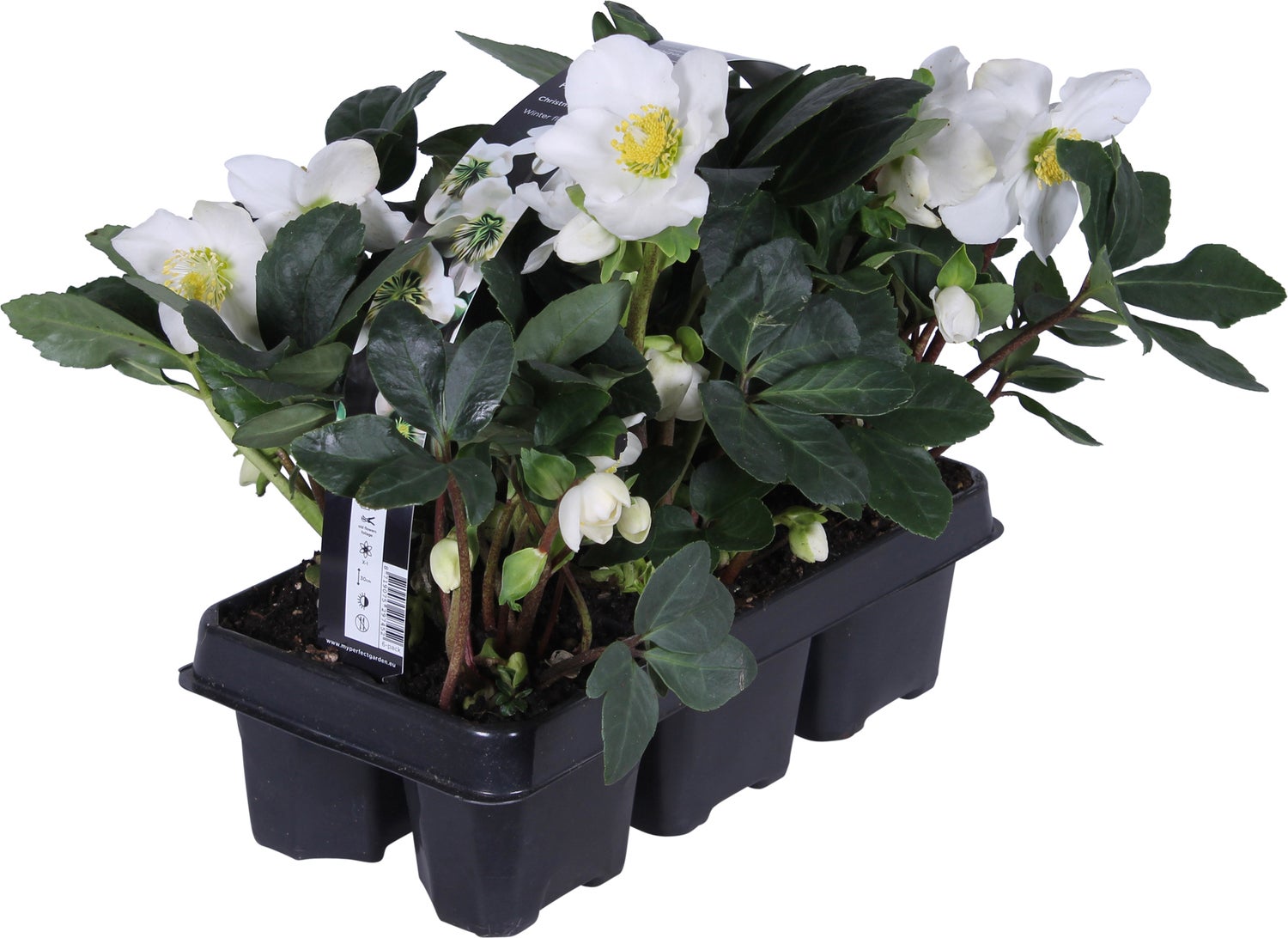 Kerstroos (Helleborus niger 'Christmas Carol') sixpack D 9 H 30 cm