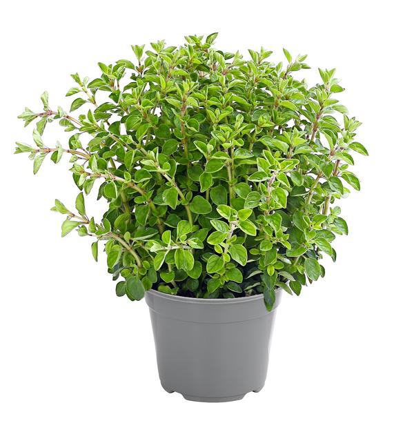 Dehner Gourmet Garten Oregano