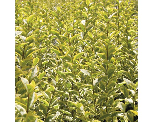 Liguster FloraSelf Ligustrum ovalifolium 'Aureum' H 60-80 cm Co 10 L bossig en compact