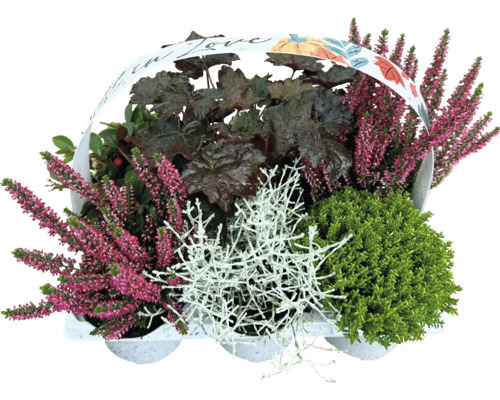 Herfstmix 6-pack