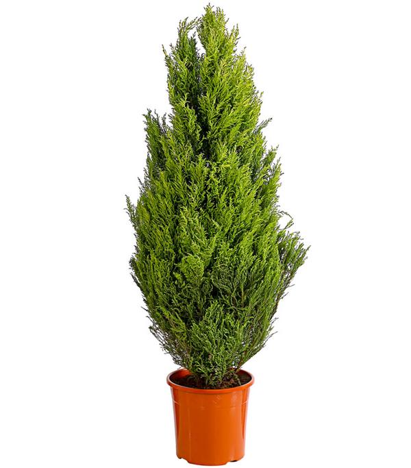 Zimmerzypresse 'Goldcrest', Pyramide
