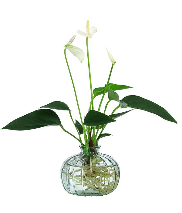Waterplant Flamingoblume im grünen Glas -
