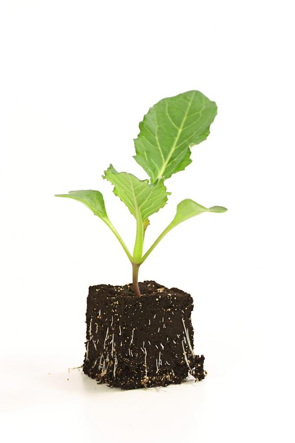 Blumenkohl, 6er Schale