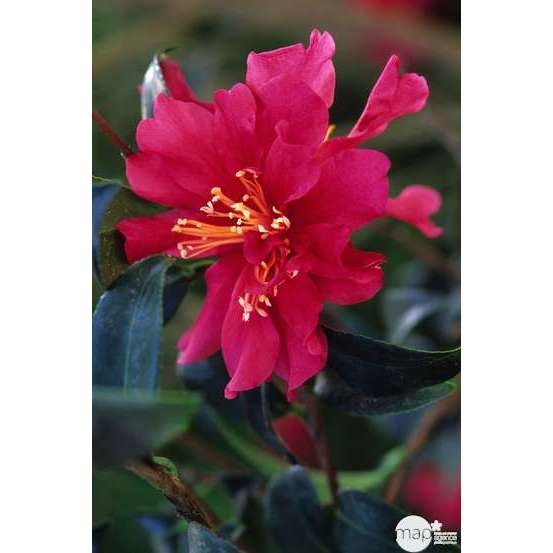 Camellia sasanqua : H 30/40 cm, ctr 3 Litres