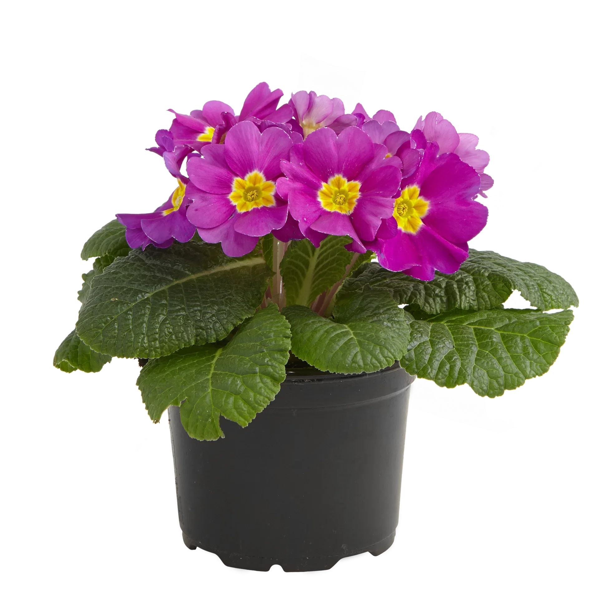 Primula vulgaris 10,5 cm Primula Ø10,5 cm
