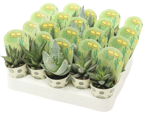 Haworthia en Aloë Mix FloraSelf H 7-15 cm Ø 5,5 cm pot willekeurige variëteitselectie