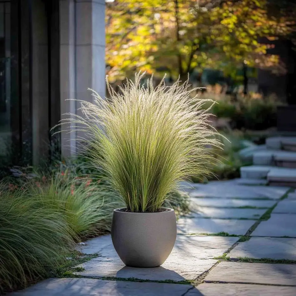 Vedergras - Set van 6 - Stipa tenuifolia 'Pony Tails' - Hoogte 20-30cm - ⌀9cm
