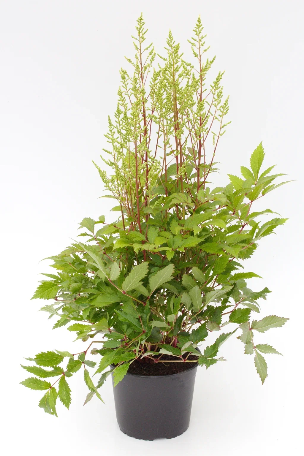 Astilbe White 17cm Arendspir hvit Ø17 cm