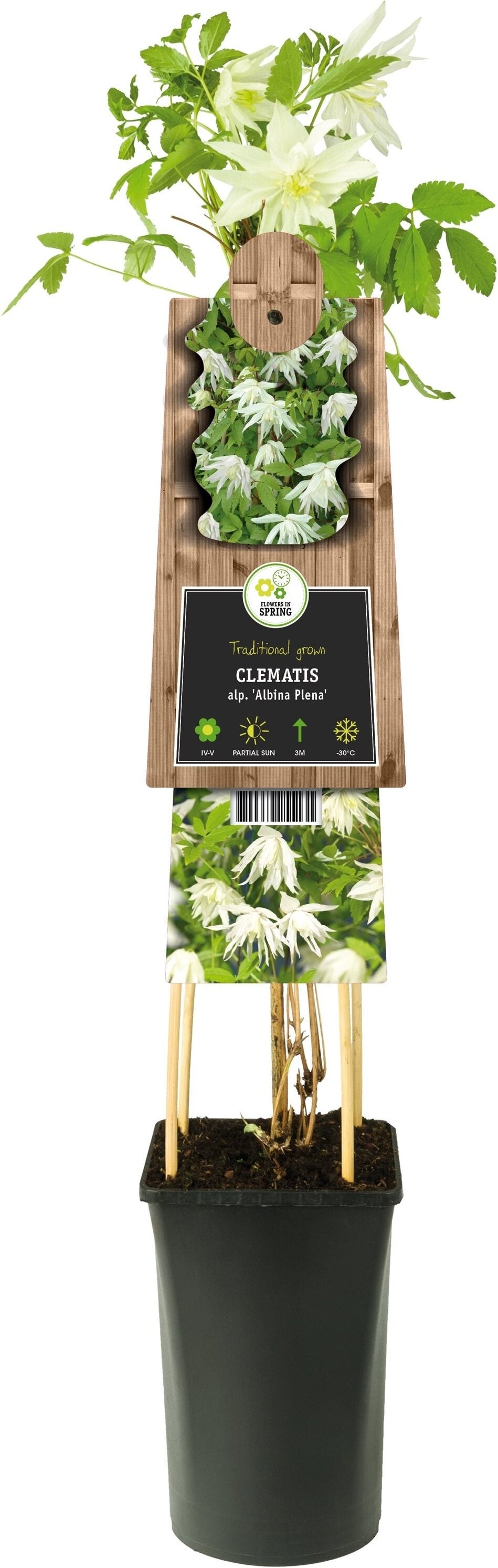 Bosrank (Clematis alpina 'Albina Plena') D 17 H 75 cm