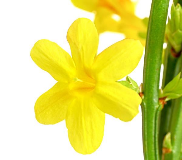 Winter-Jasmin