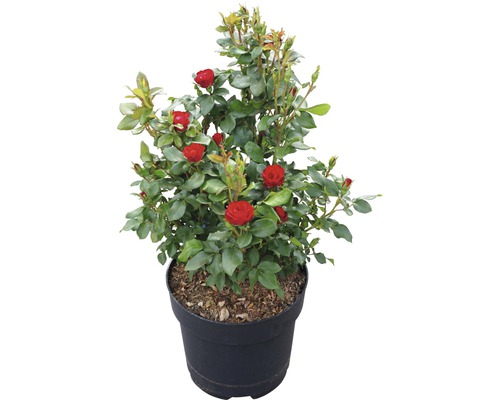 Roos 'Zepeti' ® H 30-40 cm Co 6 L